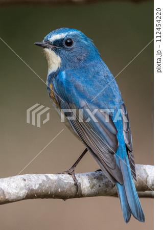 【野鳥】枝に留まる雄のルリビタキ 【野鳥】枝に留まる雄のルリビタキ 112454220