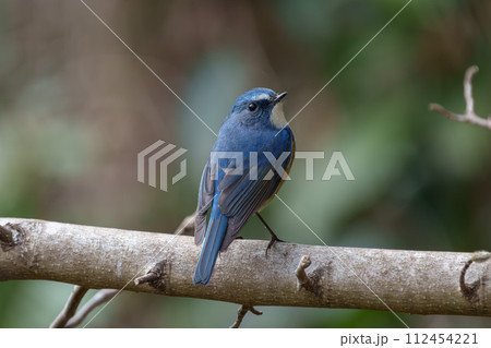 【野鳥】枝に留まる雄のルリビタキ 112454221