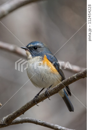 【野鳥】枝に留まる雄のルリビタキ 112454228