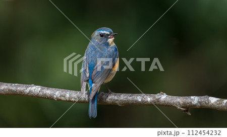 【野鳥】枝に留まる雄のルリビタキ 112454232