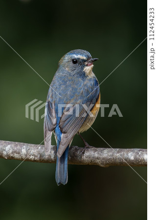 【野鳥】枝に留まる雄のルリビタキ 【野鳥】枝に留まる雄のルリビタキ 112454233