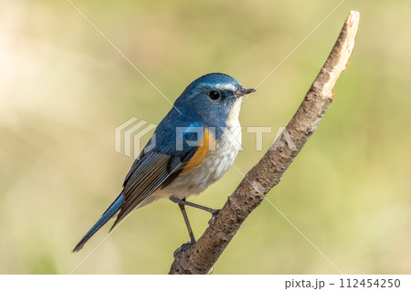 【野鳥】枝に留まる雄のルリビタキ 112454250