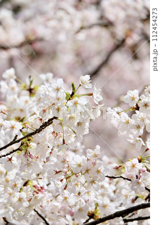 春爛漫の満開の桜 112454273