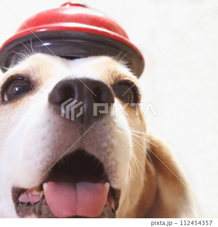 ケトルの蓋帽子をかぶるビーグル犬 ケトルの蓋帽子をかぶるビーグル犬 112454357