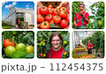 Sustainable Greenhouse Tomato Production - Photo Collage. Freshly Harvested Tomato in Farmer's Hands. Agricultural Production. Tomatoes Grown in a Greenhouse.  112454375