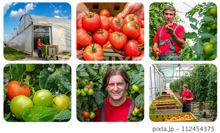 Sustainable Greenhouse Tomato Production - Photo Collage. Freshly Harvested Tomato in Farmer's Hands. Agricultural Production. Tomatoes Grown in a Greenhouse.  112454375