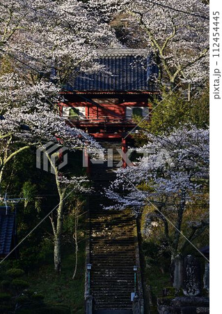 桜咲く常勝寺 112454445