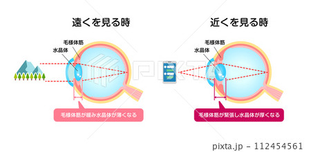 遠くを見る時と近くを見る時の眼球の変化 ベクターイラストのイラスト素材 [112454561] - PIXTA