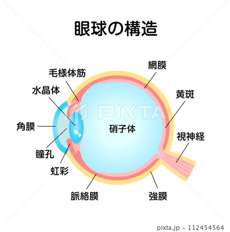 眼球の構造・名称 ベクターイラスト 112454564