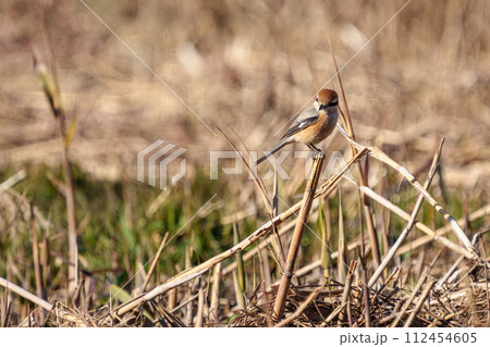 木の枝に留まるオスのモズ 112454605