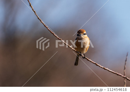 木の枝に留まるオスのモズ 112454618