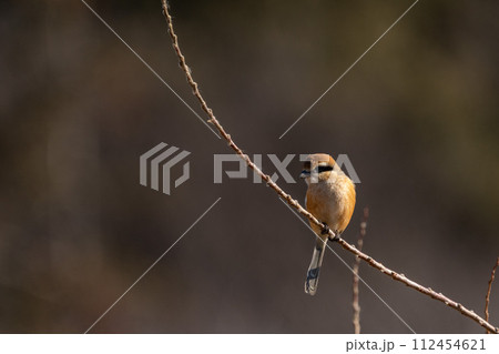 木の枝に留まるオスのモズ 木の枝に留まるオスのモズ 112454621
