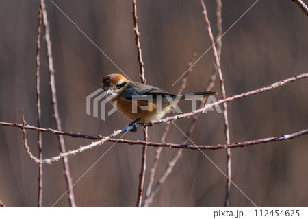 木の枝に留まるオスのモズ 木の枝に留まるオスのモズ 112454625