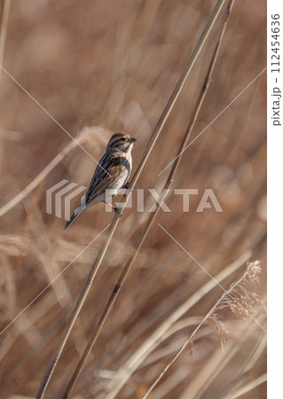 木の枝に留まるオスのモズ 木の枝に留まるオスのモズ 112454636