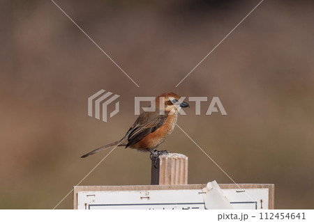 木の枝に留まるオスのモズ 112454641