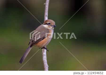 木の枝に留まるオスのモズ 112454652