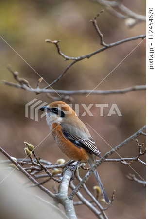 木の枝に留まるオスのモズ 112454670