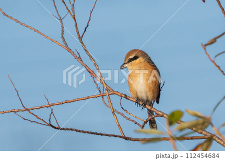 木の枝に留まるオスのモズ 木の枝に留まるオスのモズ 112454684