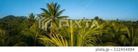Aerial panorama view of coconut fruits grow on tree 112454894