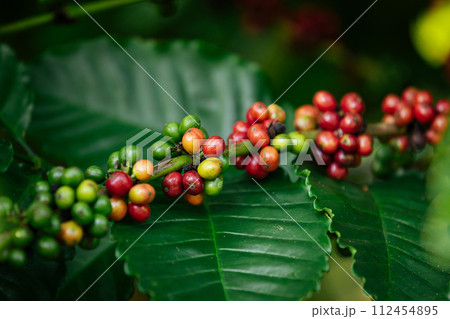 Coffee beans grow on tree 112454895