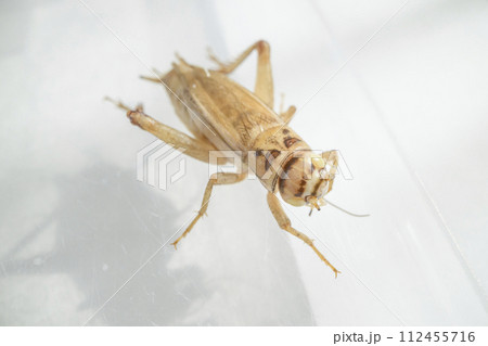 アルビノのヨーロッパイエコオロギ アルビノのヨーロッパイエコオロギ 112455716