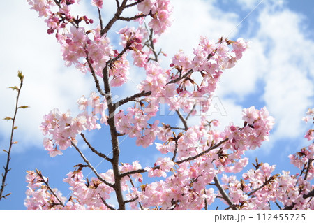 満開の淀の河津桜 112455725