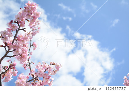 満開の淀の河津桜 満開の淀の河津桜 112455727