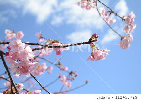 満開の淀の河津桜 112455729