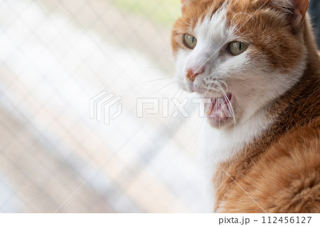 欠伸をする猫 茶トラ白 欠伸をする猫 茶トラ白 112456127