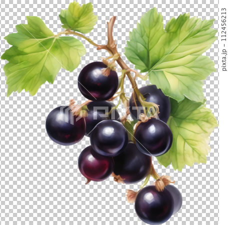 Watercolor painting of berries and leaves.  112456213