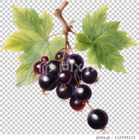 Watercolor painting of berries and leaves. Watercolor painting of berries and leaves. 112456215