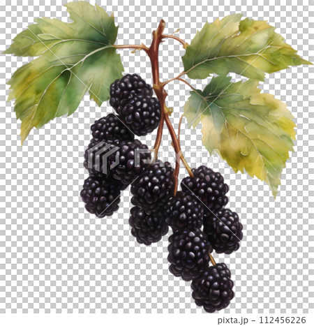 Watercolor painting of berries and leaves.  112456226