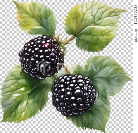 Watercolor painting of berries and leaves.  112456238