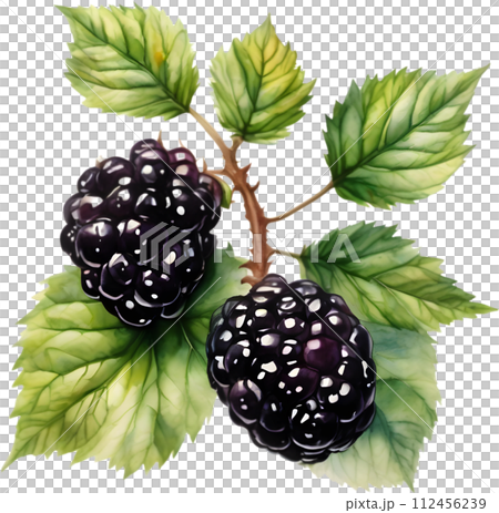 Watercolor painting of berries and leaves.  112456239