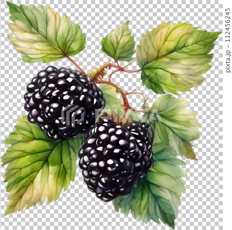 Watercolor painting of berries and leaves.  112456245
