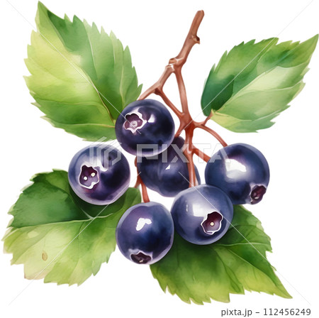 Watercolor painting of berries and leaves. Watercolor painting of berries and leaves. 112456249