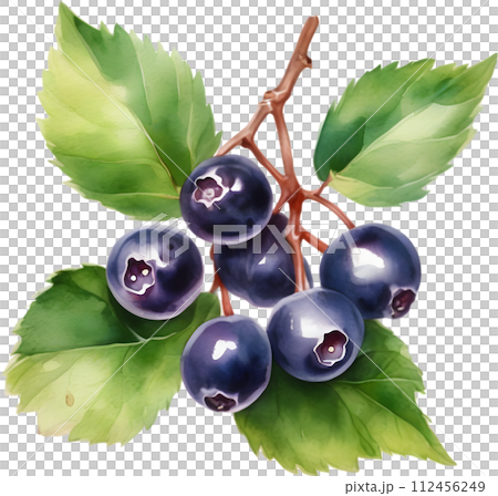 Watercolor painting of berries and leaves. Watercolor painting of berries and leaves. 112456249