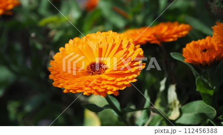 キンセンカ (カレンデュラ:Calendula officinalis) キンセンカ (カレンデュラ:Calendula officinalis) 112456388