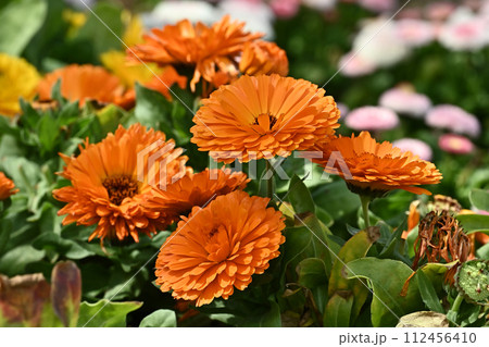キンセンカ (カレンデュラ：Calendula officinalis) 112456410