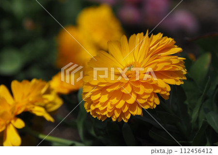 キンセンカ (カレンデュラ：Calendula officinalis) 112456412