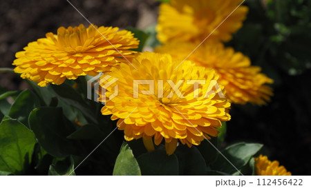 キンセンカ (カレンデュラ：Calendula officinalis) 112456422