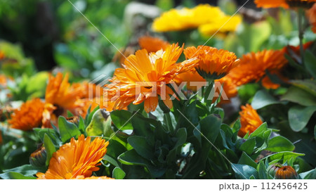 キンセンカ (カレンデュラ:Calendula officinalis) キンセンカ (カレンデュラ:Calendula officinalis) 112456425