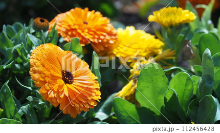 キンセンカ (カレンデュラ：Calendula officinalis) 112456428