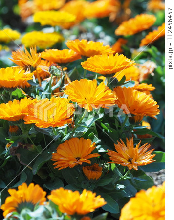 キンセンカ (カレンデュラ：Calendula officinalis) 112456457