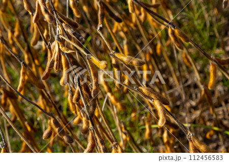 Soybean fields. Ripe golden-yellow soybean pods at sunset. Soybean field in the golden glow. Blurred background, shallow depth of field The concept of a good harvest. Macro Soybean fields. Ripe golden-yellow soybean pods at sunset. Soybean field in the golden glow. Blurred background, shallow depth of field The concept of a good harvest. Macro 112456583