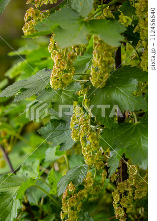 Red currant flowers on a bush. Flowering currant in early spring in the garden Red currant flowers on a bush. Flowering currant in early spring in the garden 112456640