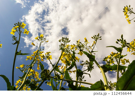 The rapeseed field blooms with bright yellow flowers on blue sky in Ukraine. Closeup 112456644