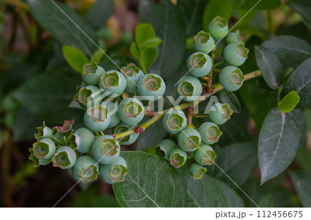 Northern blueberry or sweet hurts Vaccinium boreale cultivated at bio farm 112456675