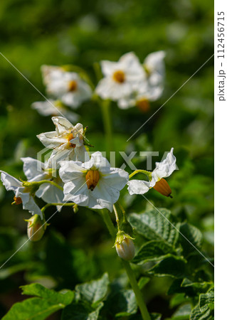 the potato flowers are white, blurred background the garden of the natural growing conditions 112456715