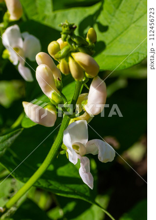 Plants of the kidney bean with flowers and young ripening pods on a plantation, view from the bottom Plants of the kidney bean with flowers and young ripening pods on a plantation, view from the bottom 112456723